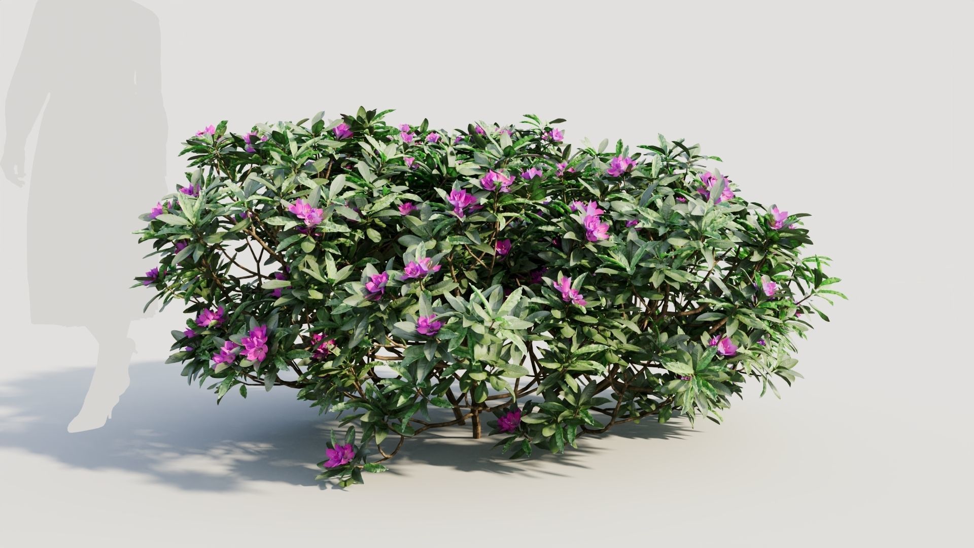 Rhododendron ponticum a 3D model_6