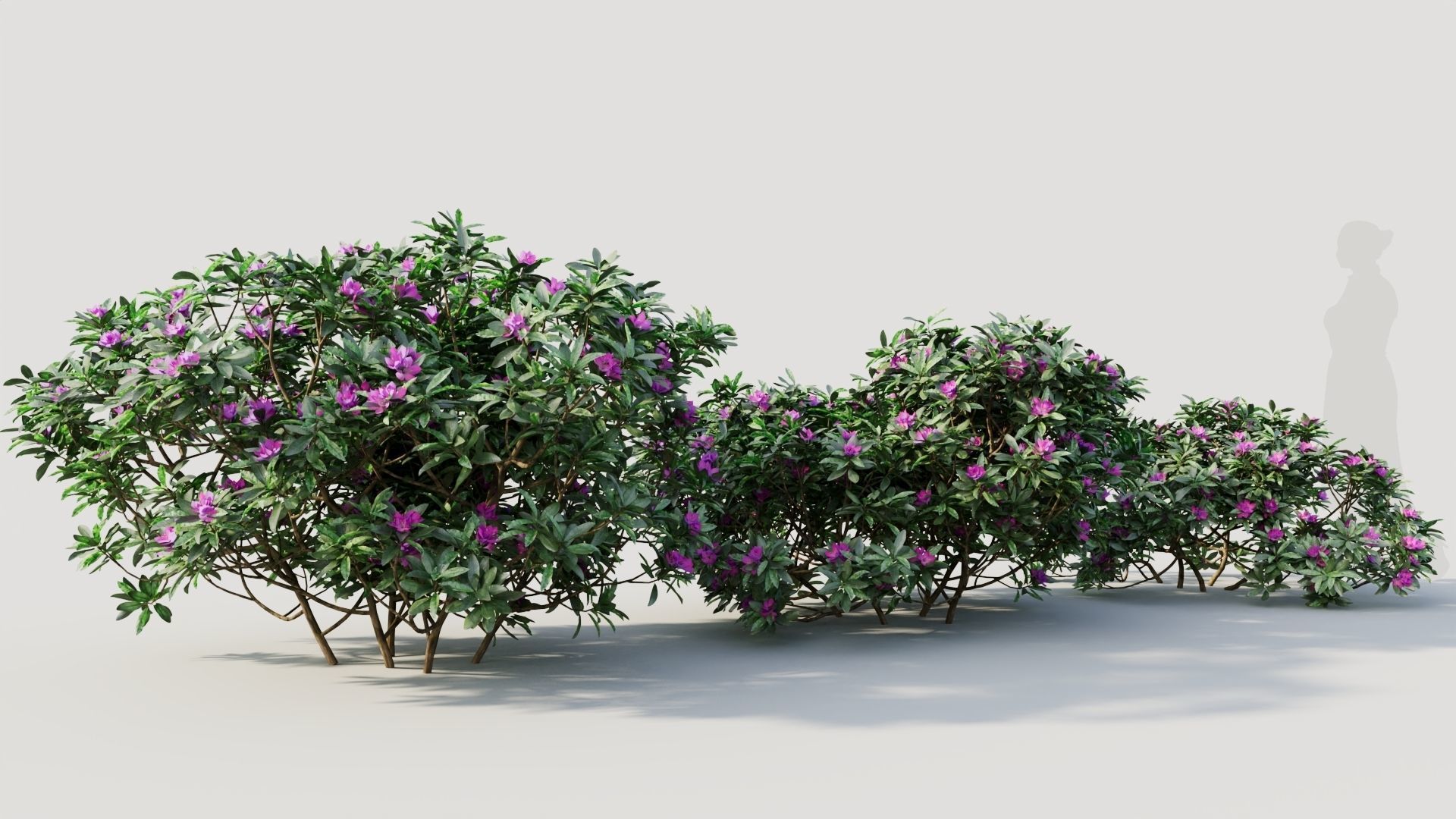 Rhododendron ponticum a 3D model_4