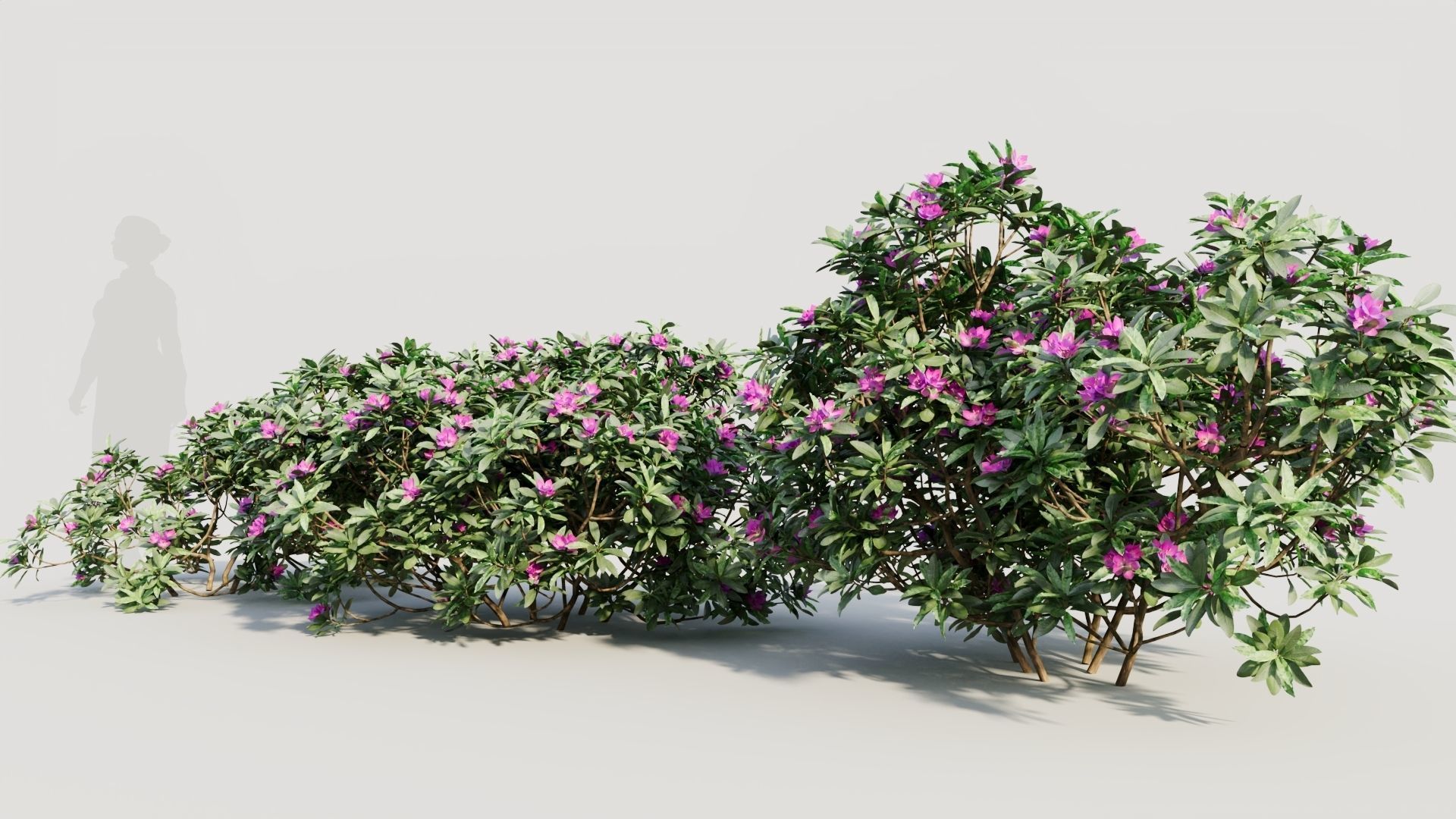 Rhododendron ponticum a 3D model_1