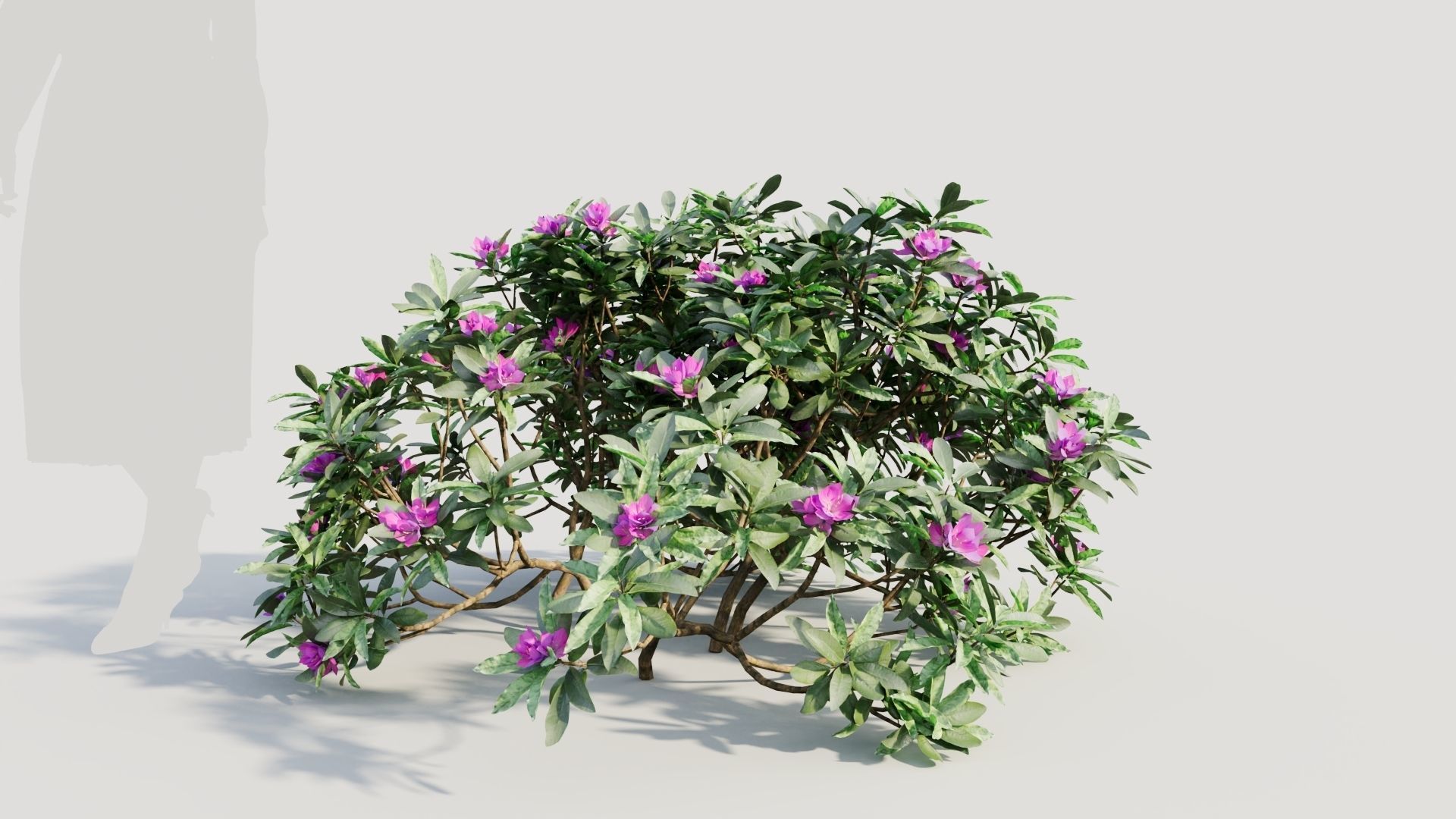 Rhododendron ponticum a 3D model_5