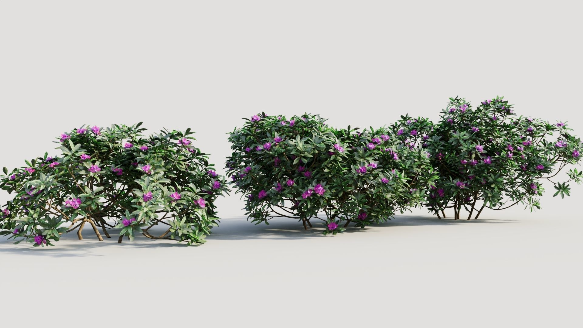 Rhododendron ponticum a 3D model_3