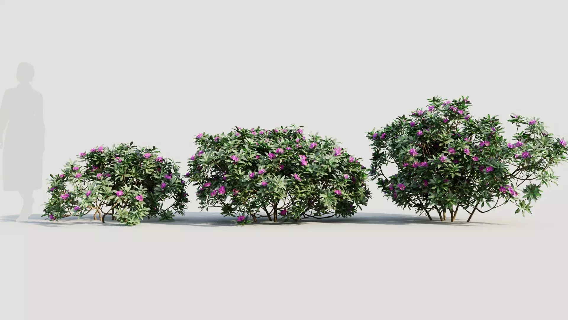 Rhododendron ponticum a 3D model_0