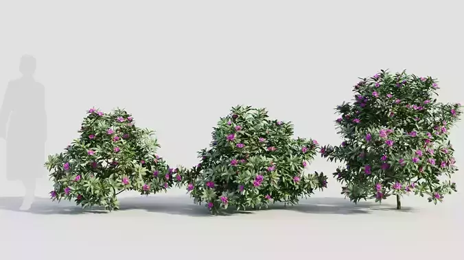 Rhododendron ponticum b 3D model