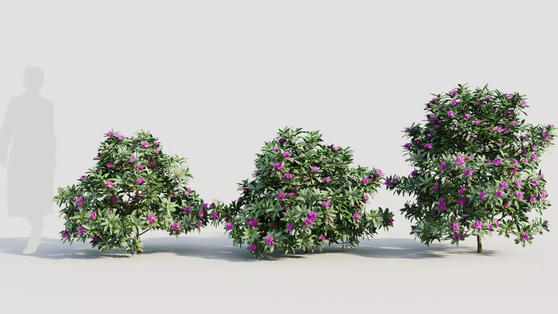 Rhododendron ponticum b 3D model_0
