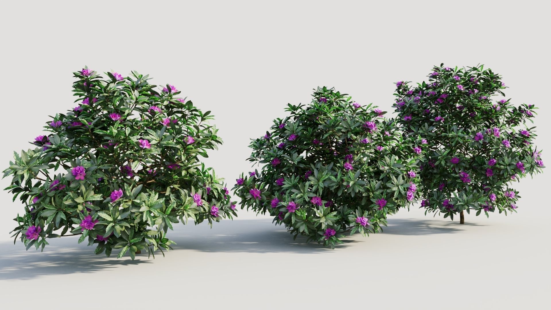 Rhododendron ponticum b 3D model_3