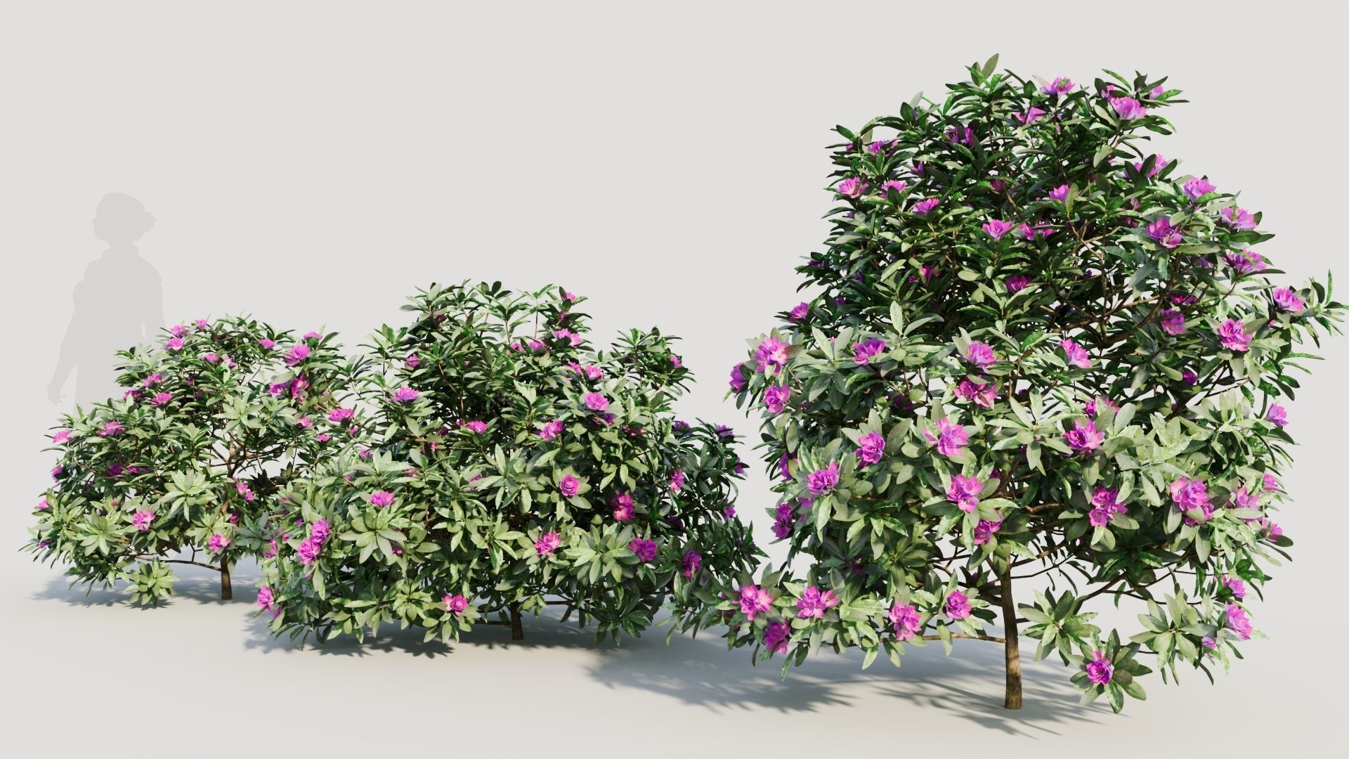 Rhododendron ponticum b 3D model_1