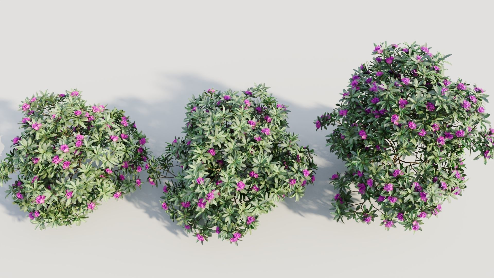 Rhododendron ponticum b 3D model_2