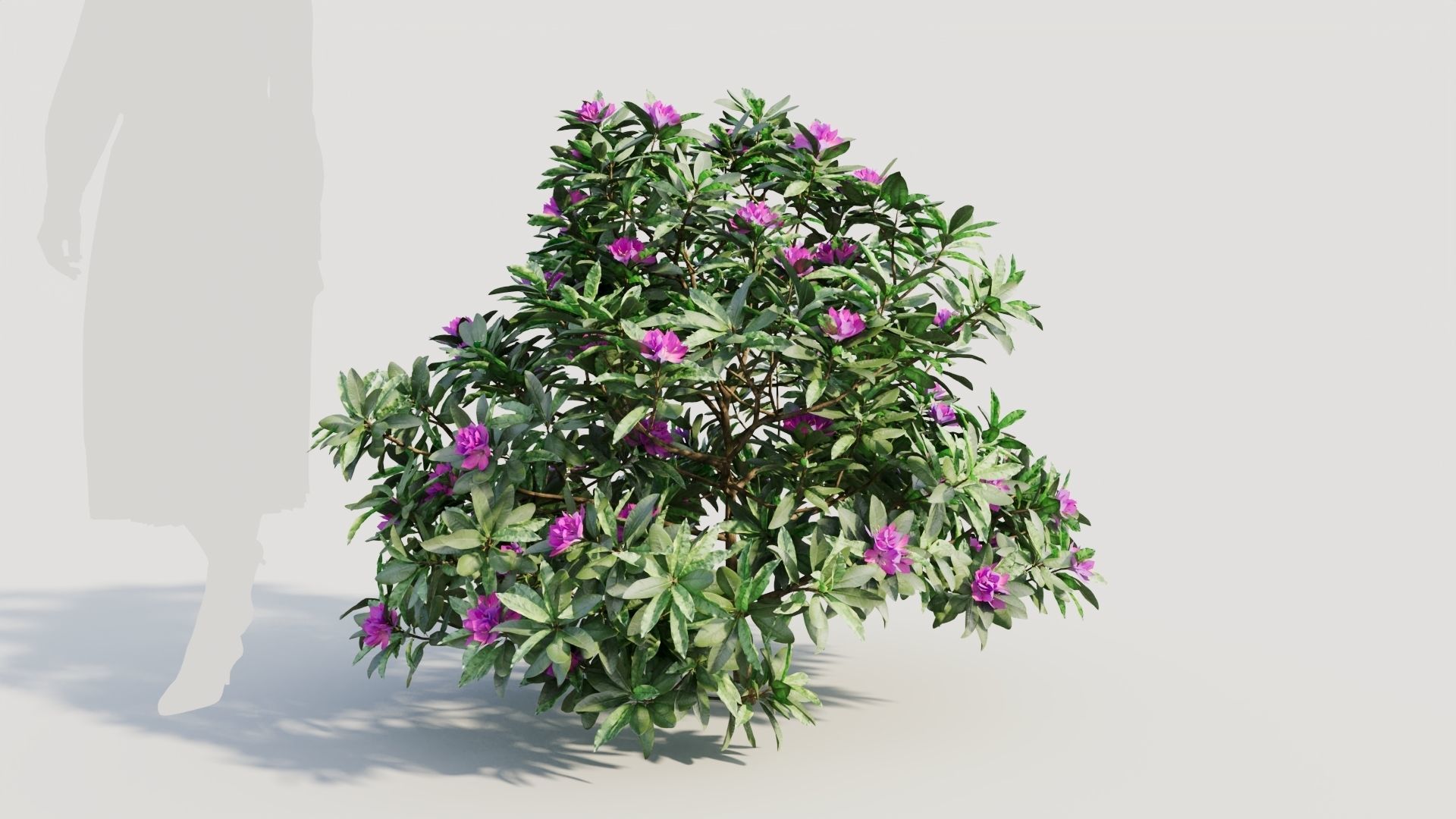 Rhododendron ponticum b 3D model_5