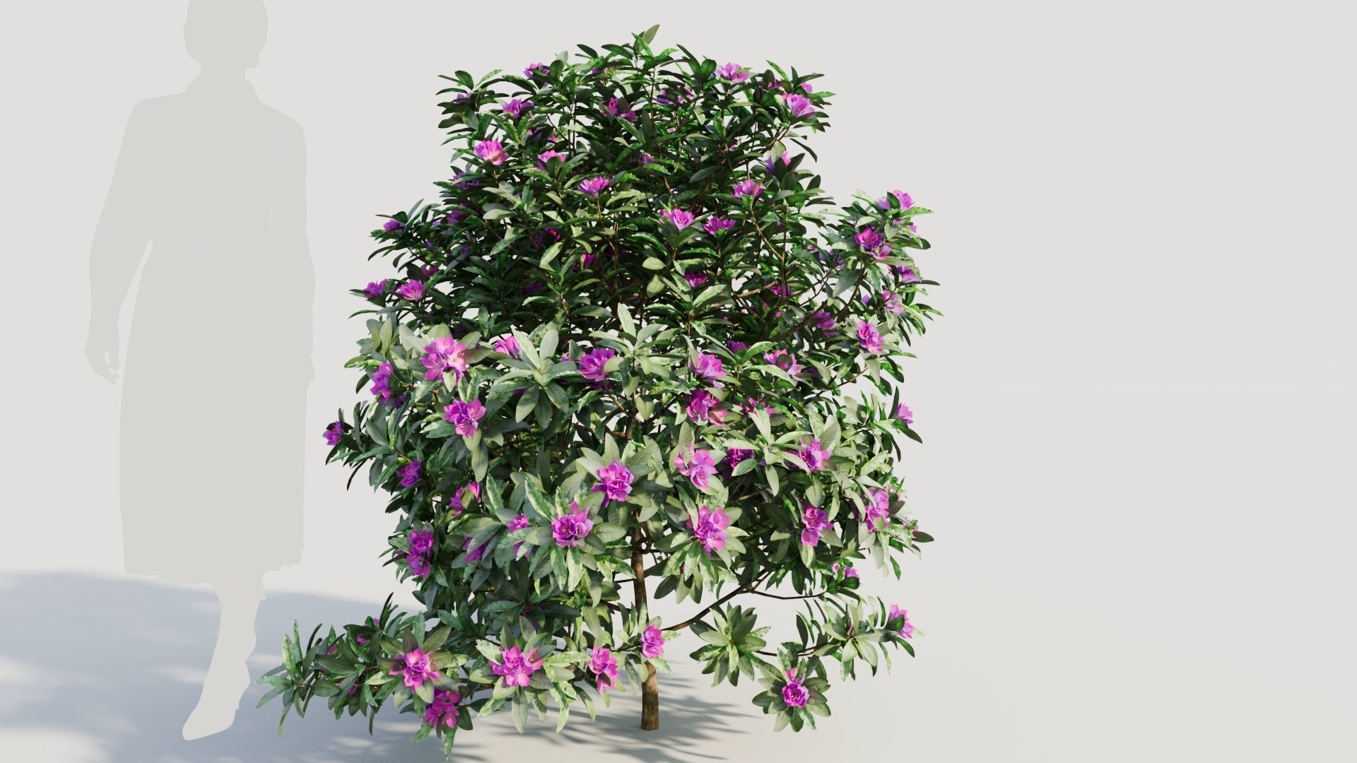 Rhododendron ponticum b 3D model_7