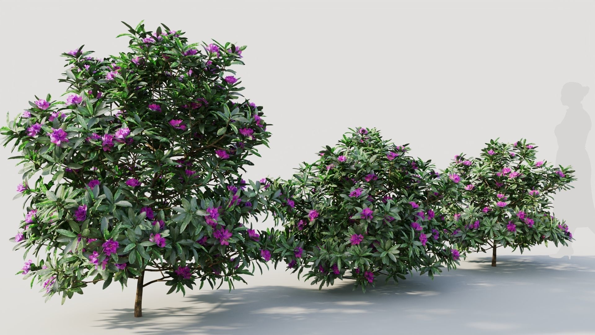 Rhododendron ponticum b 3D model_4