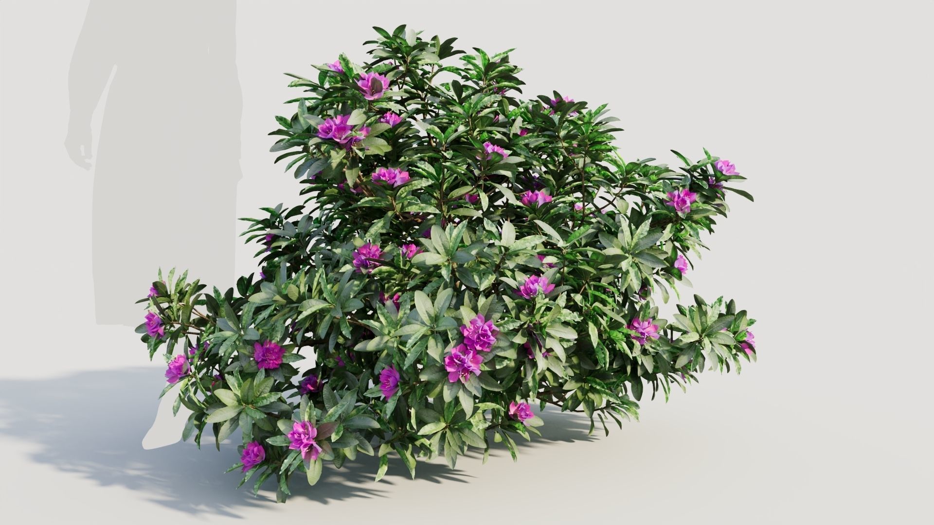 Rhododendron ponticum b 3D model_6