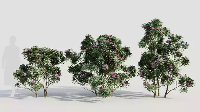 Rhododendron ponticum c 3D model