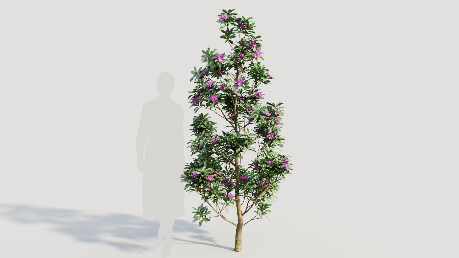 Rhododendron ponticum d 3D model_6