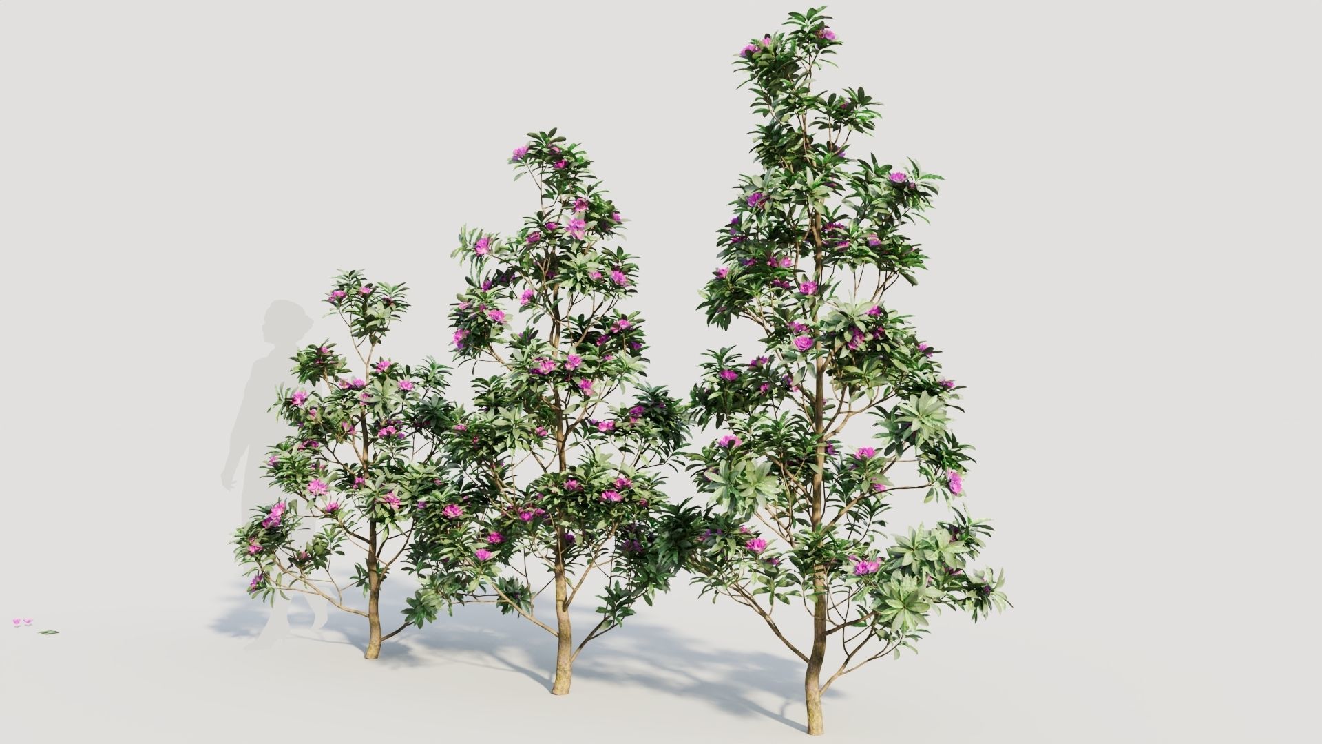 Rhododendron ponticum d 3D model_1