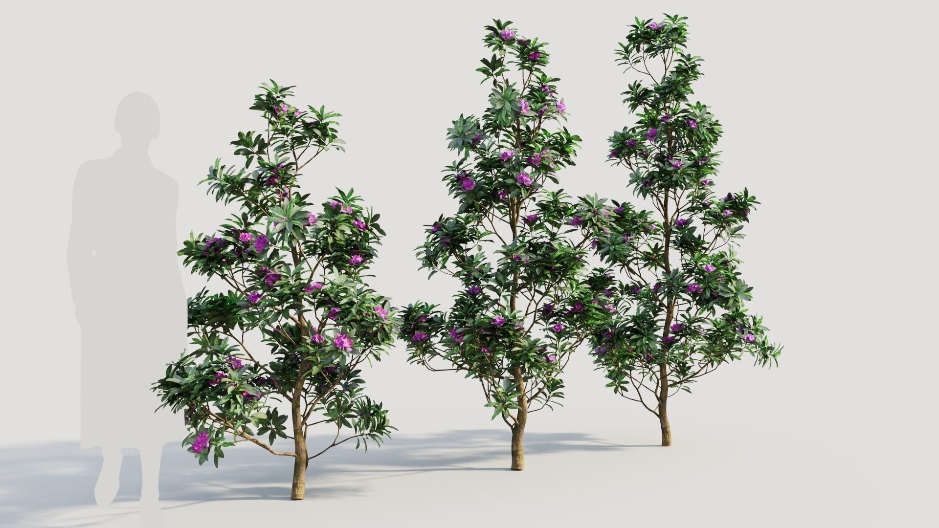 Rhododendron ponticum d 3D model_3