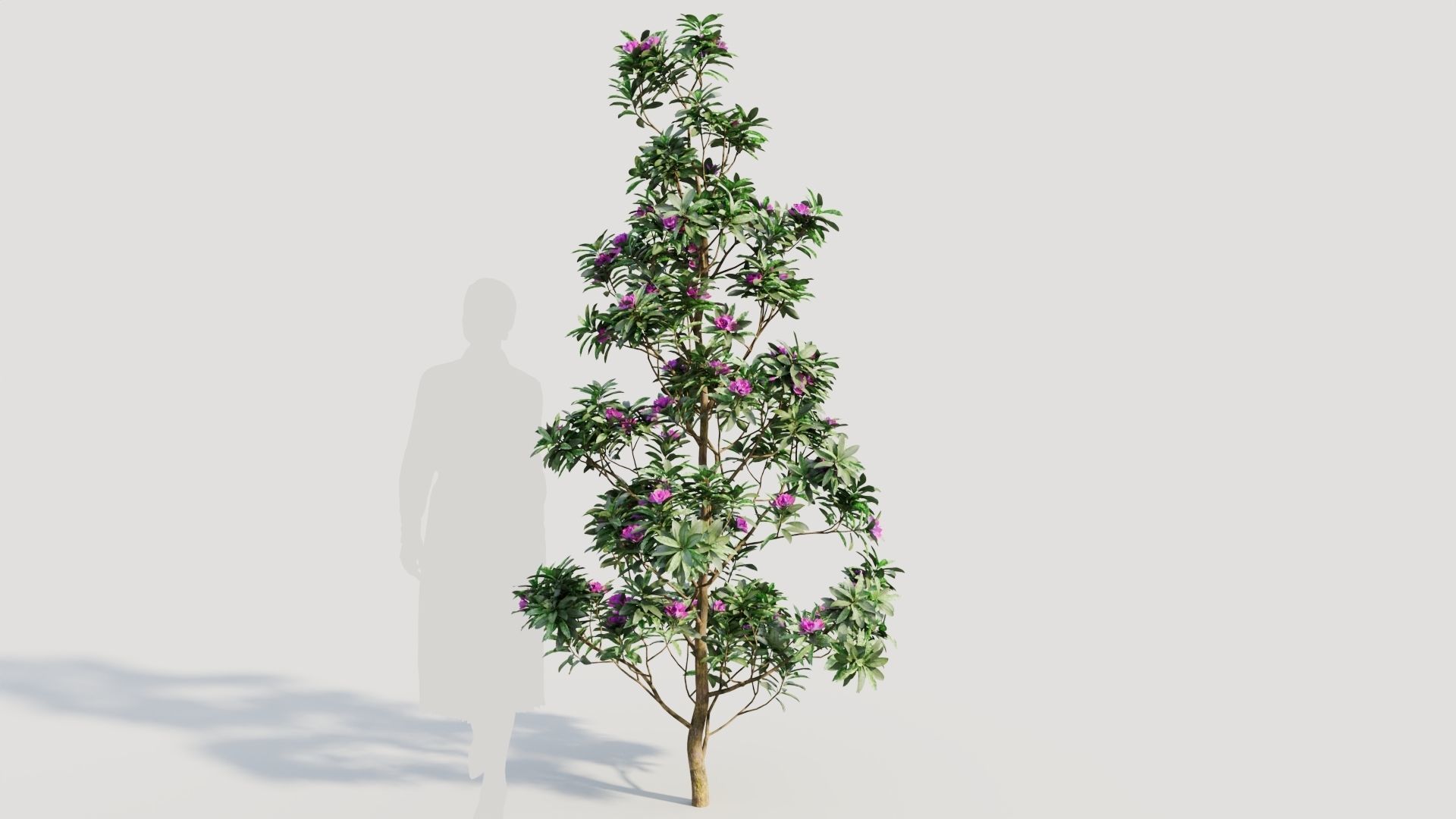 Rhododendron ponticum d 3D model_7