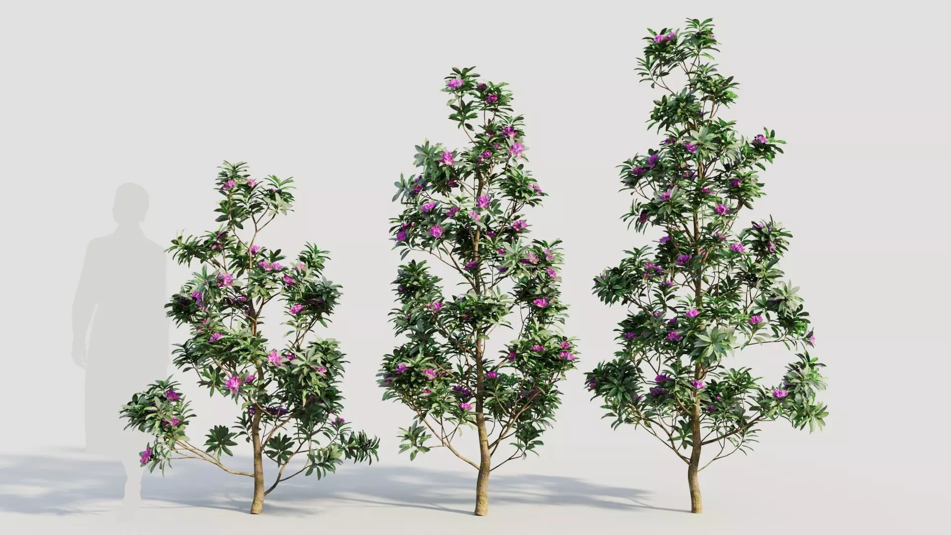 Rhododendron ponticum d 3D model_0