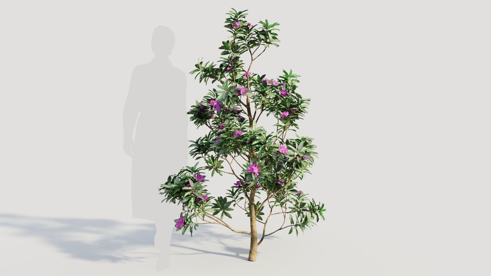 Rhododendron ponticum d 3D model_5