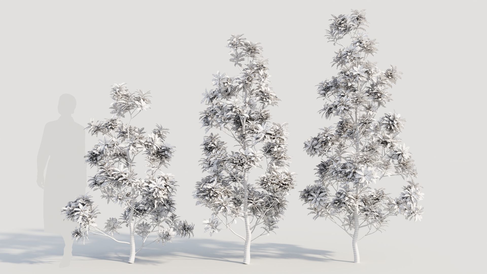 Rhododendron ponticum d 3D model_8