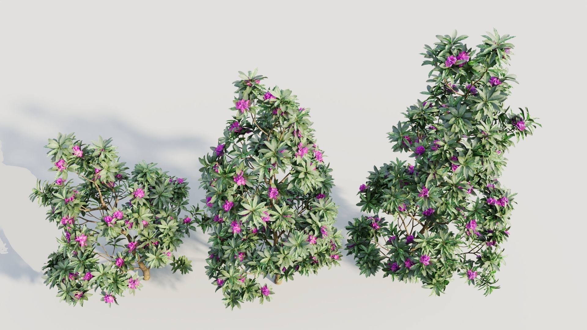 Rhododendron ponticum d 3D model_2