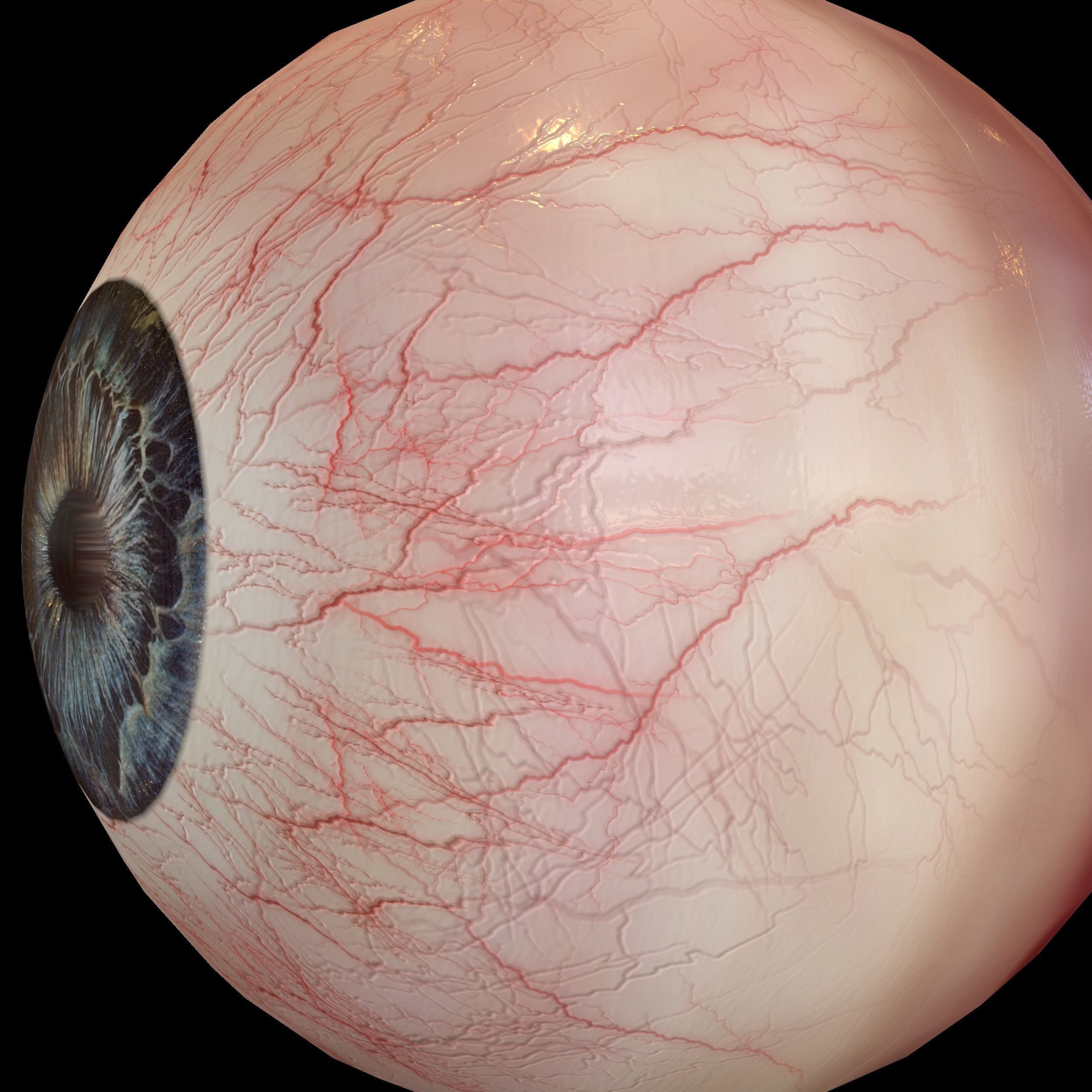 Human eye Photorealistic Low-poly 3D model Low-poly 3D model_13