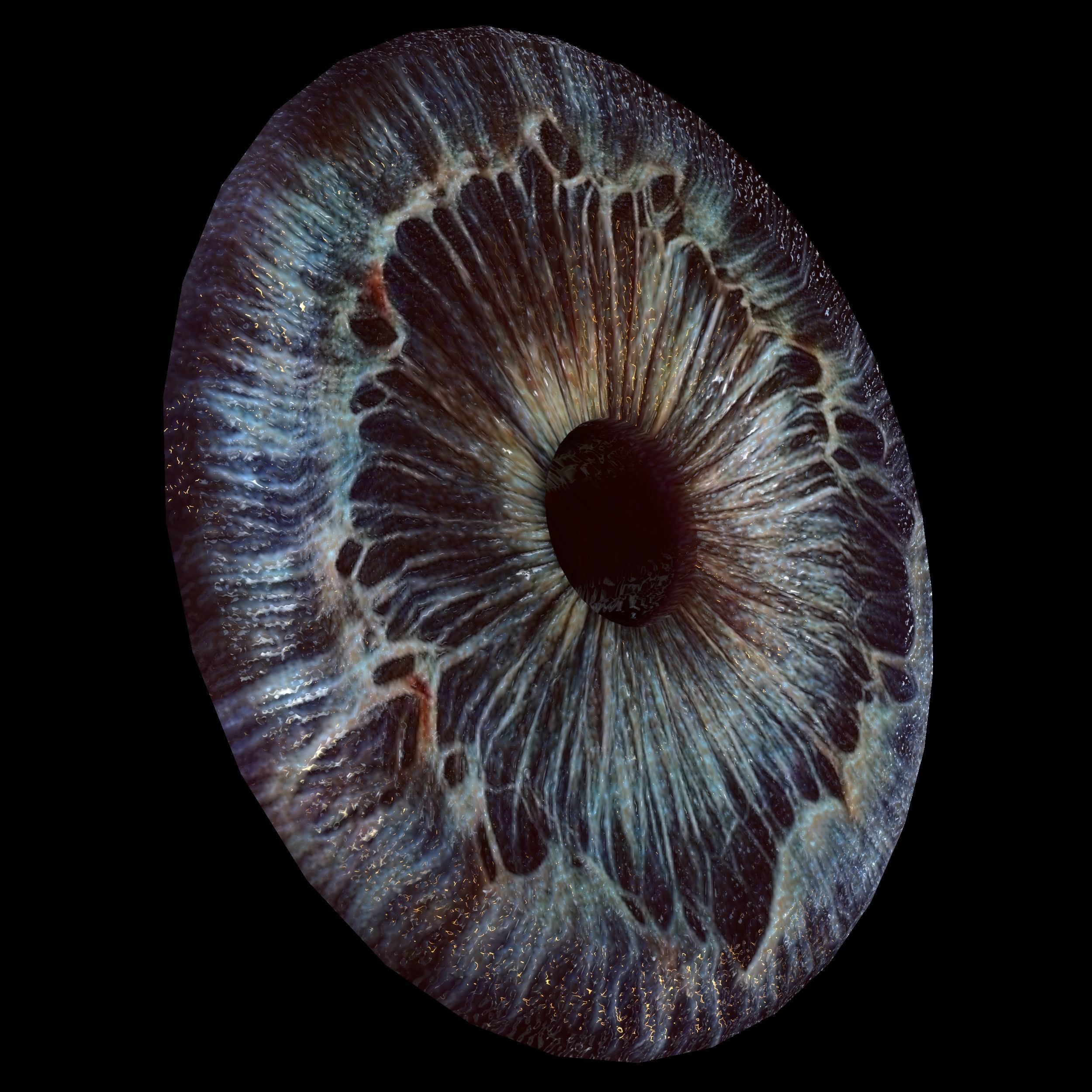 Human eye Photorealistic Low-poly 3D model Low-poly 3D model_17