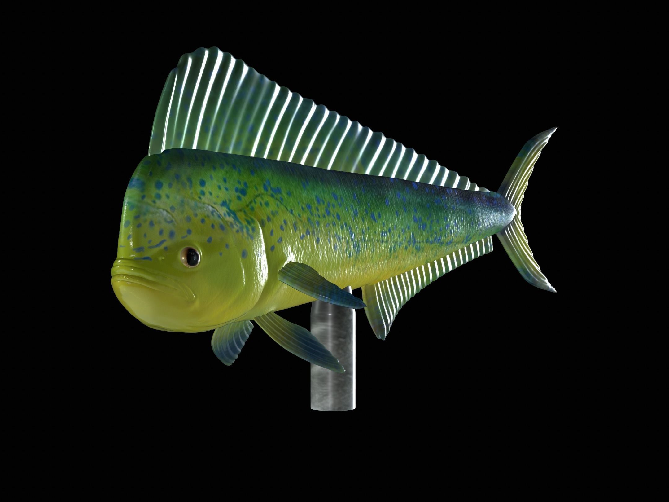 MAHI MAHI UNDERWATER STATUE DETAILED TEXTURE FOR 3D PRINTING 3D print model_9