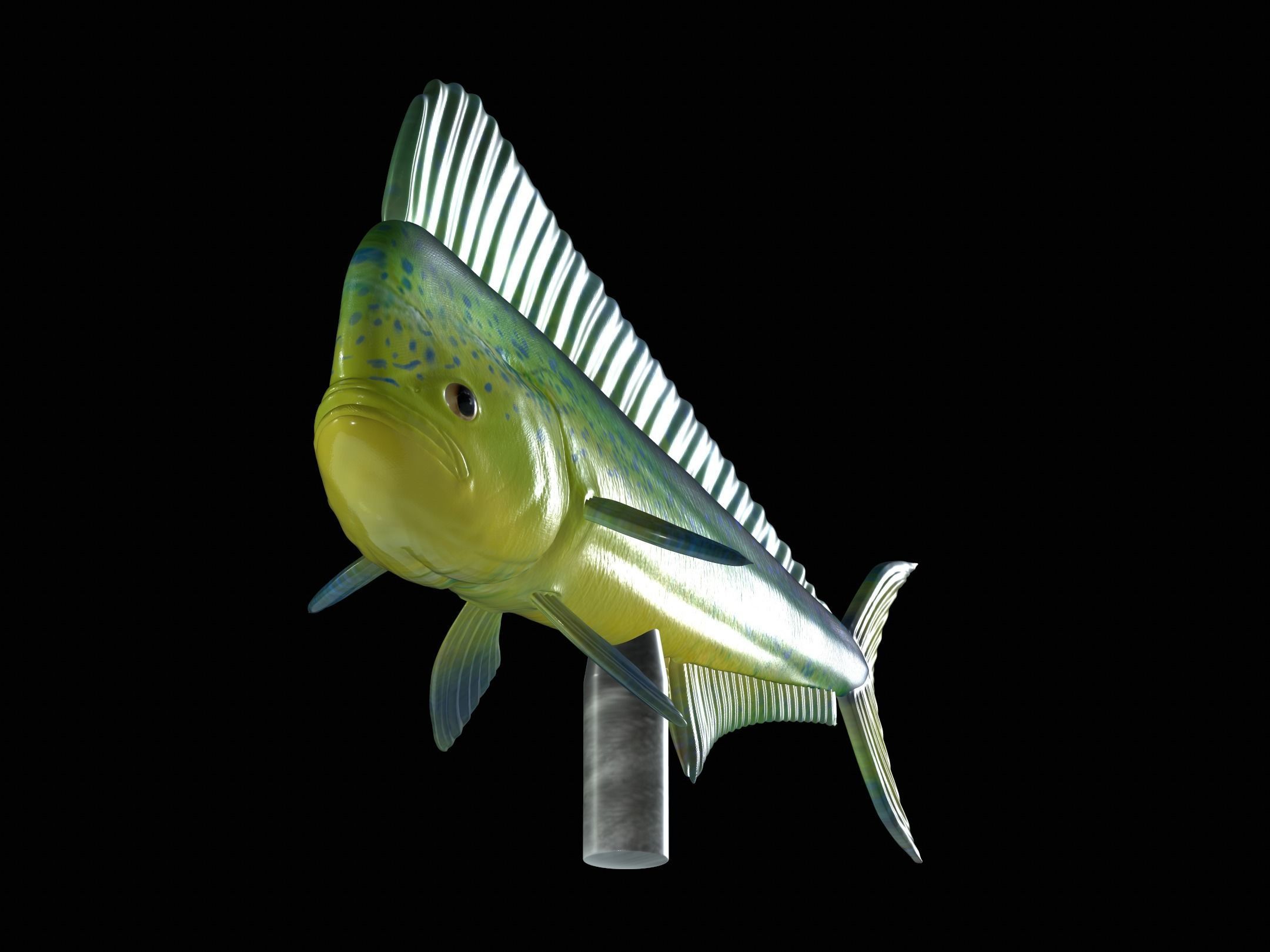 MAHI MAHI UNDERWATER STATUE DETAILED TEXTURE FOR 3D PRINTING 3D print model_10