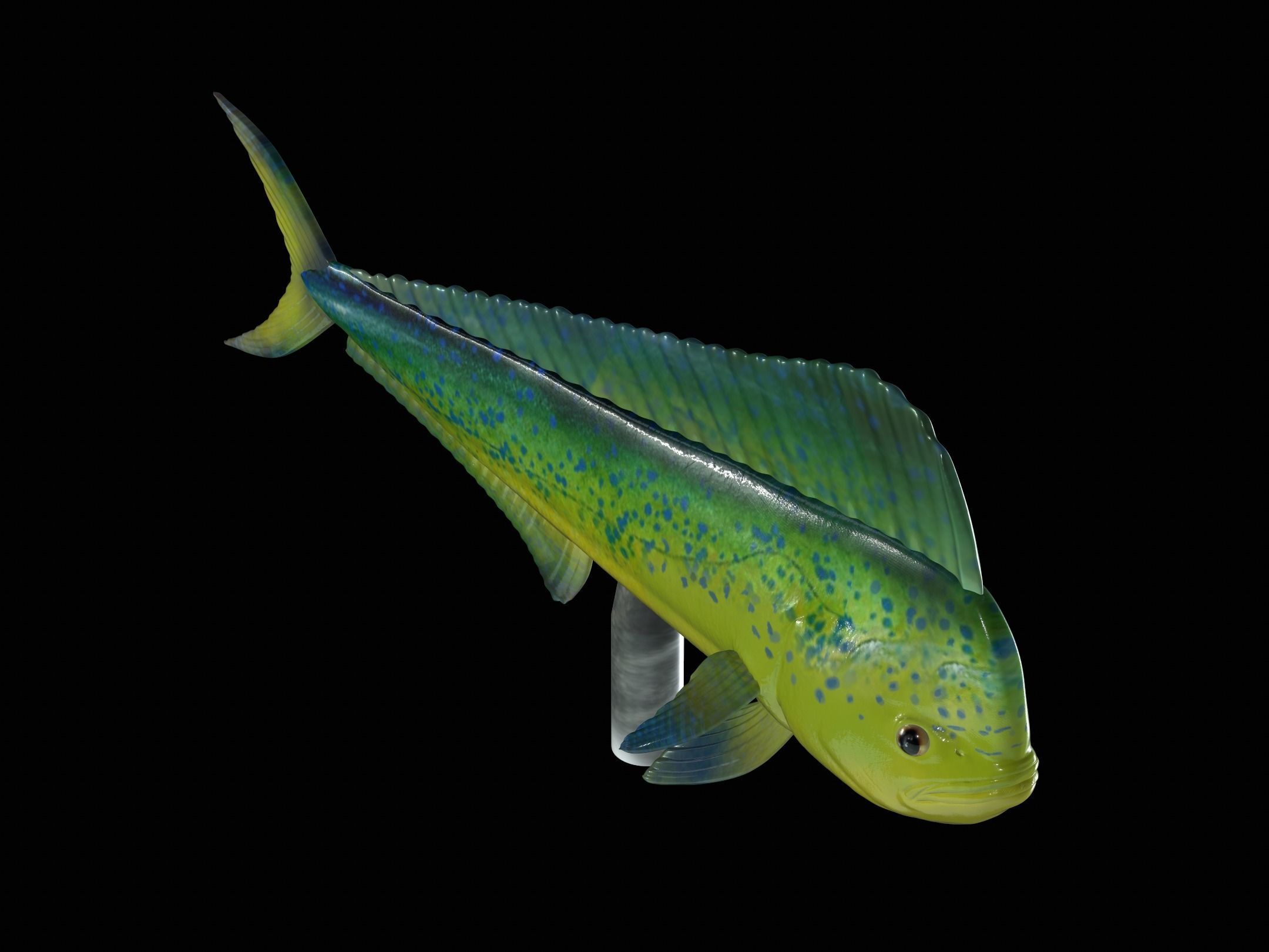 MAHI MAHI UNDERWATER STATUE DETAILED TEXTURE FOR 3D PRINTING 3D print model_8