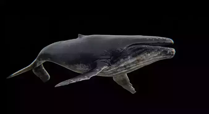 Humback Whale Low-poly 3D model