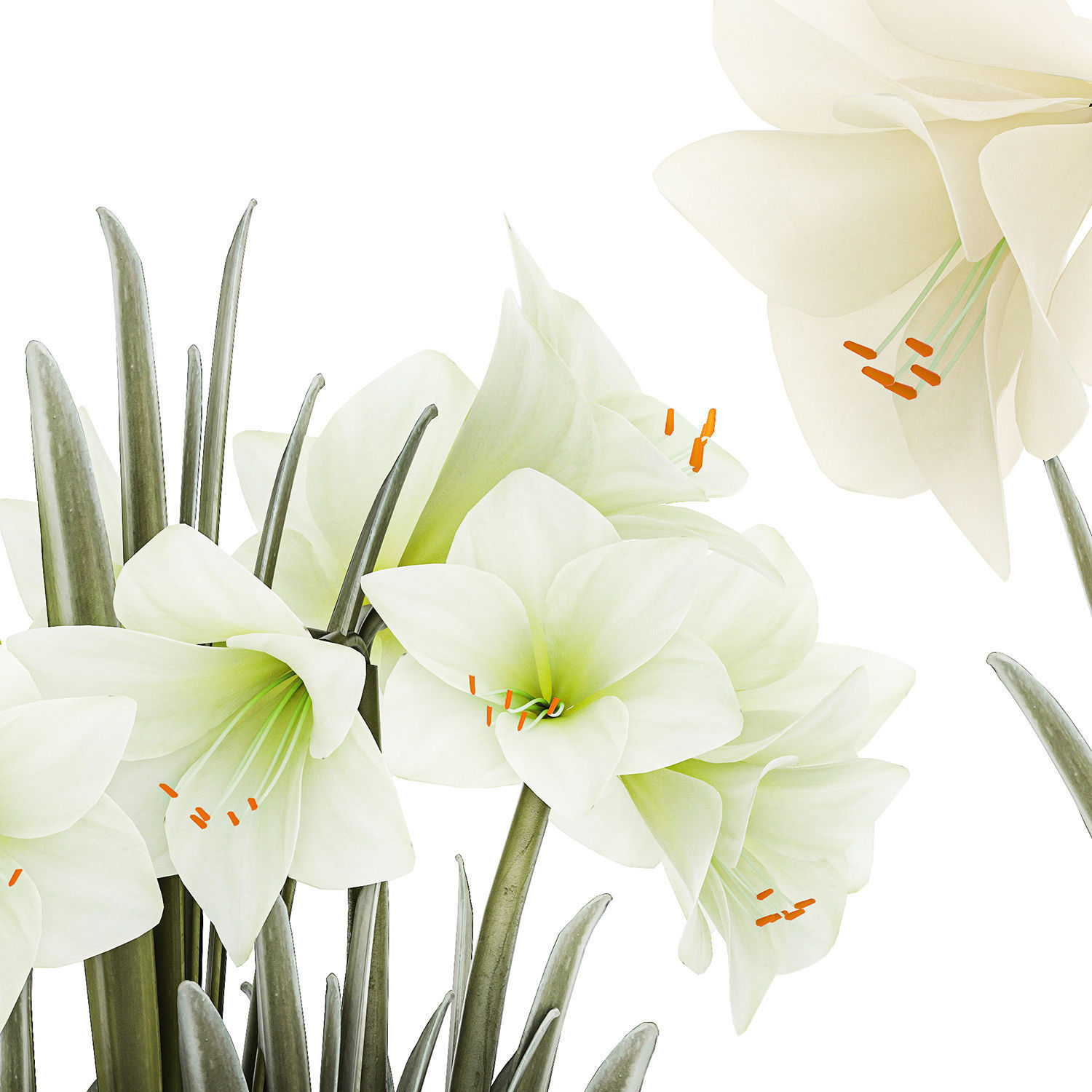 Set Of Bouquets Of White Flowers Hippeastrum Vase 372 3D model_7