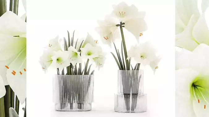 Set Of Bouquets Of White Flowers Hippeastrum Vase 372 3D model