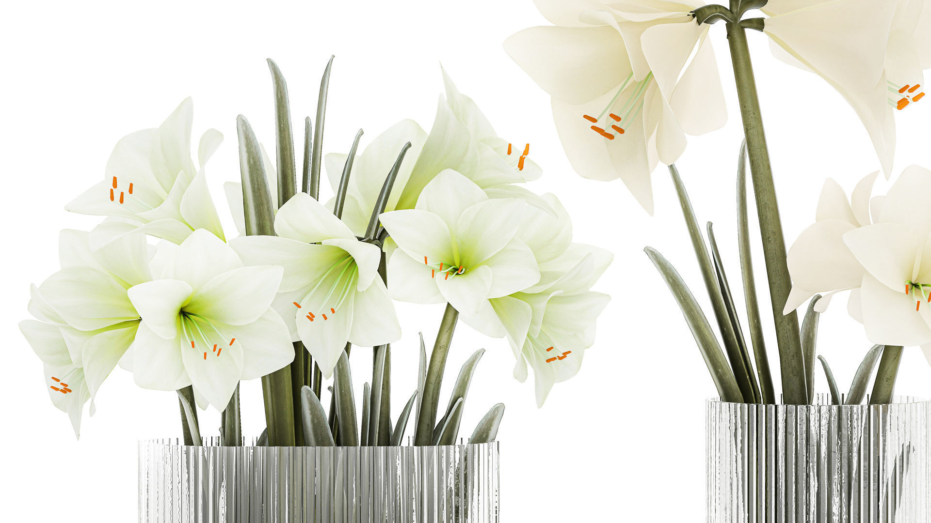 Set Of Bouquets Of White Flowers Hippeastrum Vase 372 3D model_3