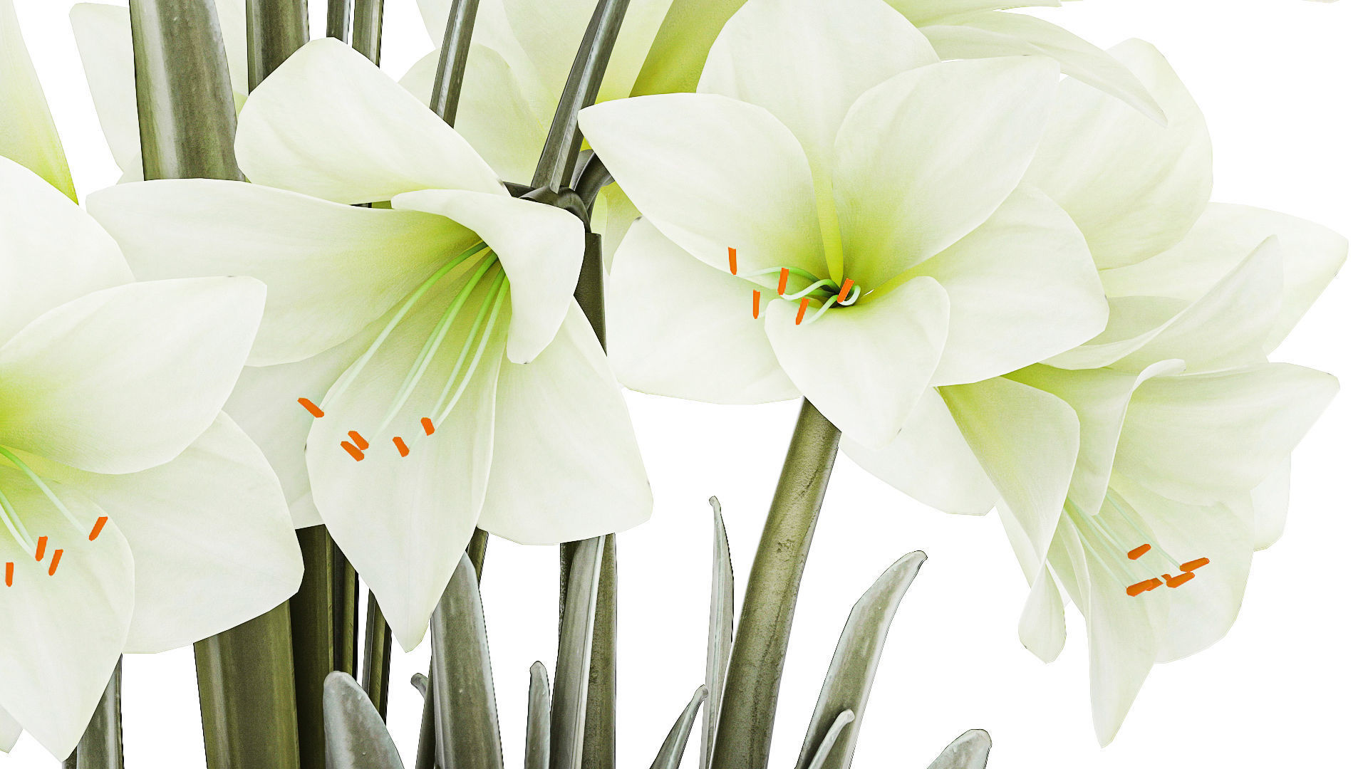 Set Of Bouquets Of White Flowers Hippeastrum Vase 372 3D model_5