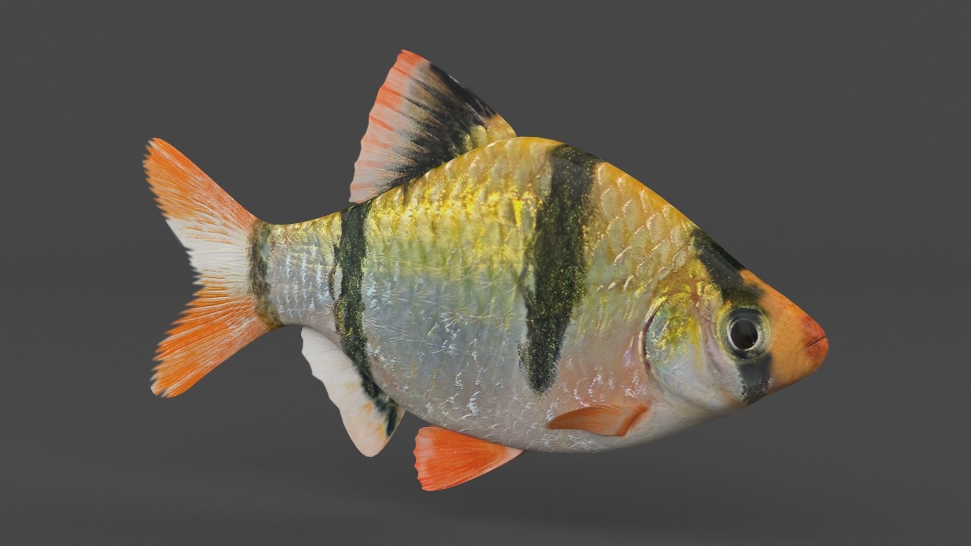 Tiger Barb Fish 3D model_2