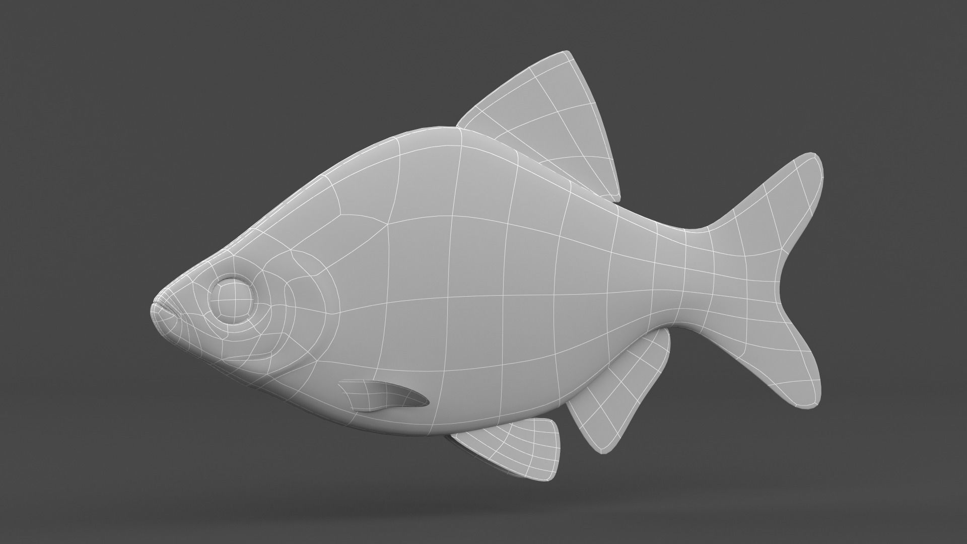 Tiger Barb Fish 3D model_6