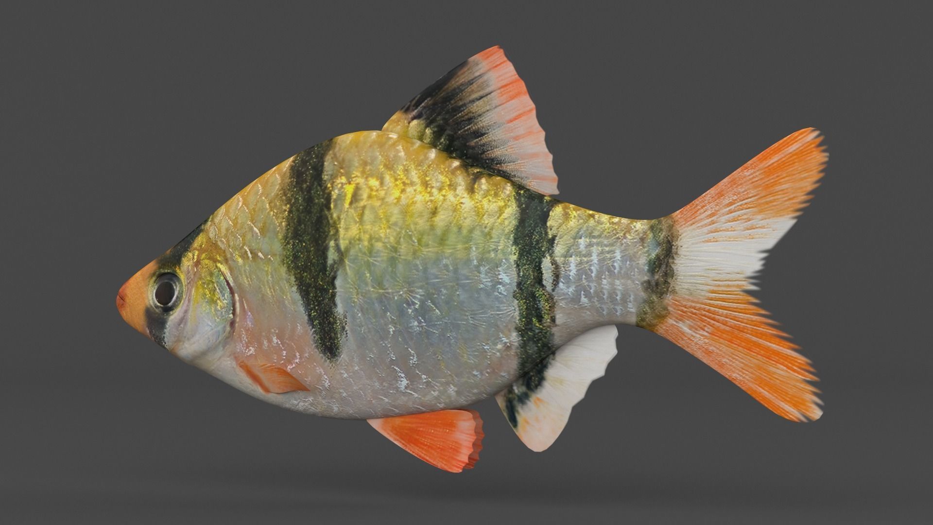 Tiger Barb Fish 3D model_4