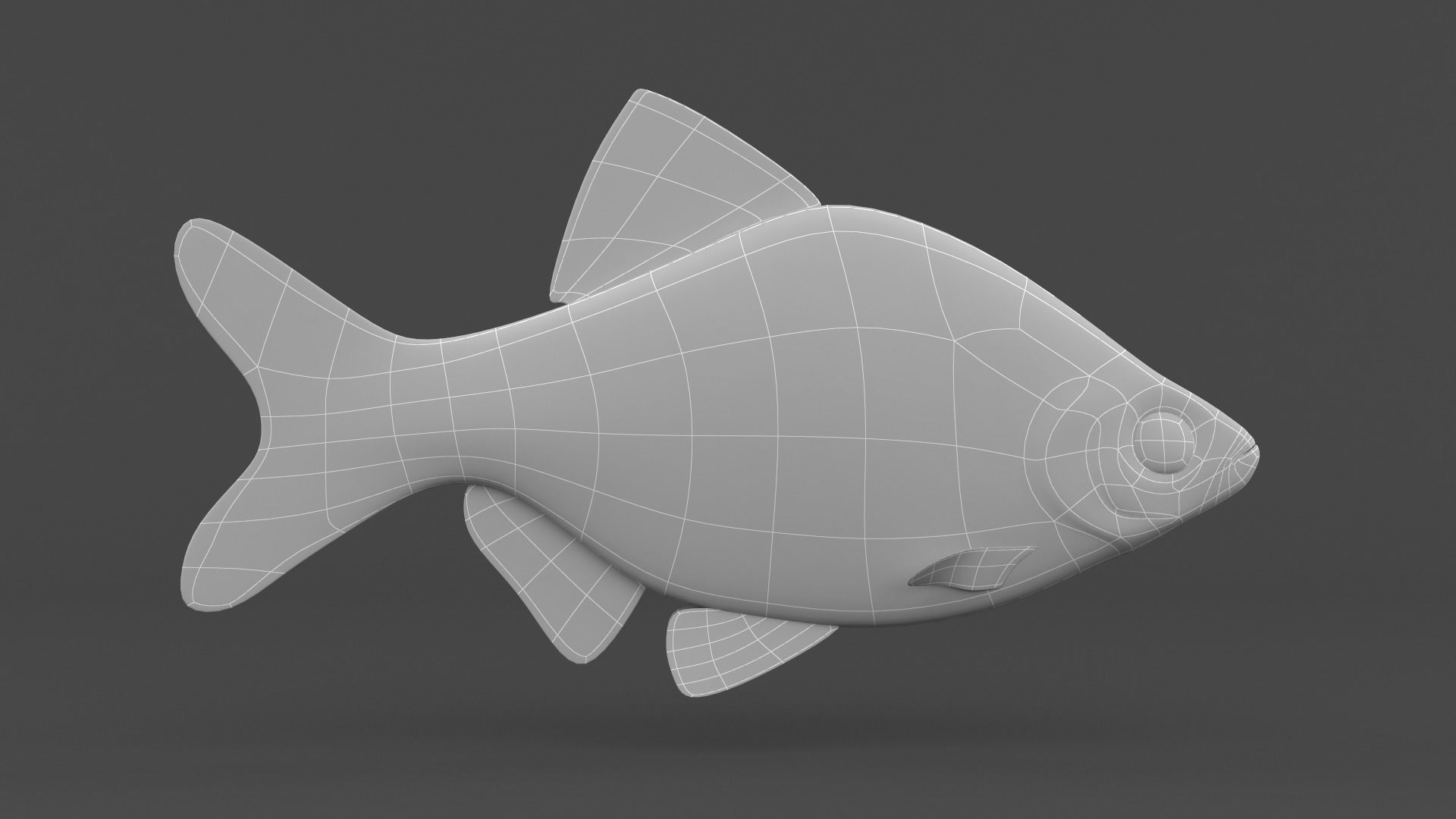 Tiger Barb Fish 3D model_5