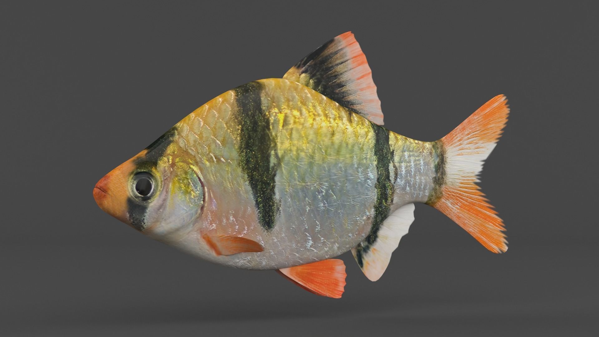 Tiger Barb Fish 3D model_1