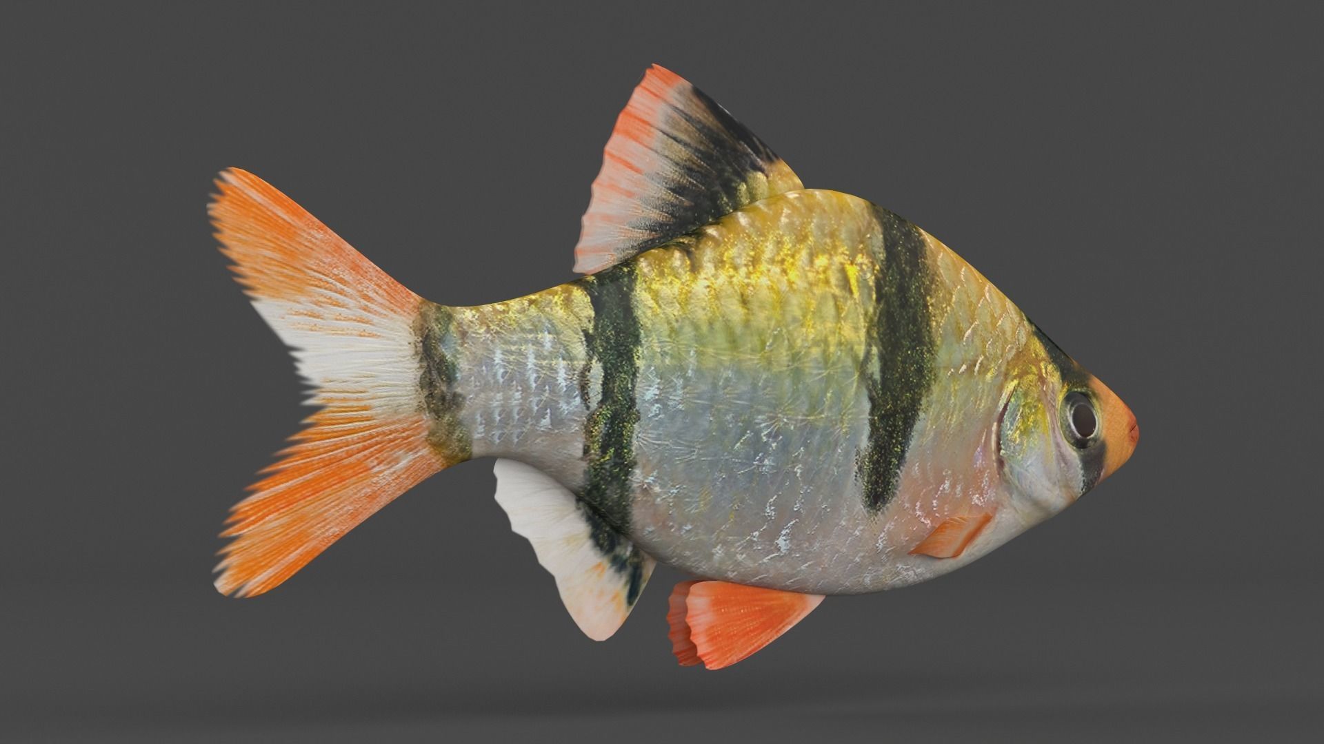Tiger Barb Fish 3D model_3