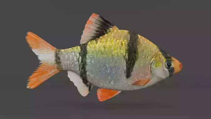 Tiger Barb Fish