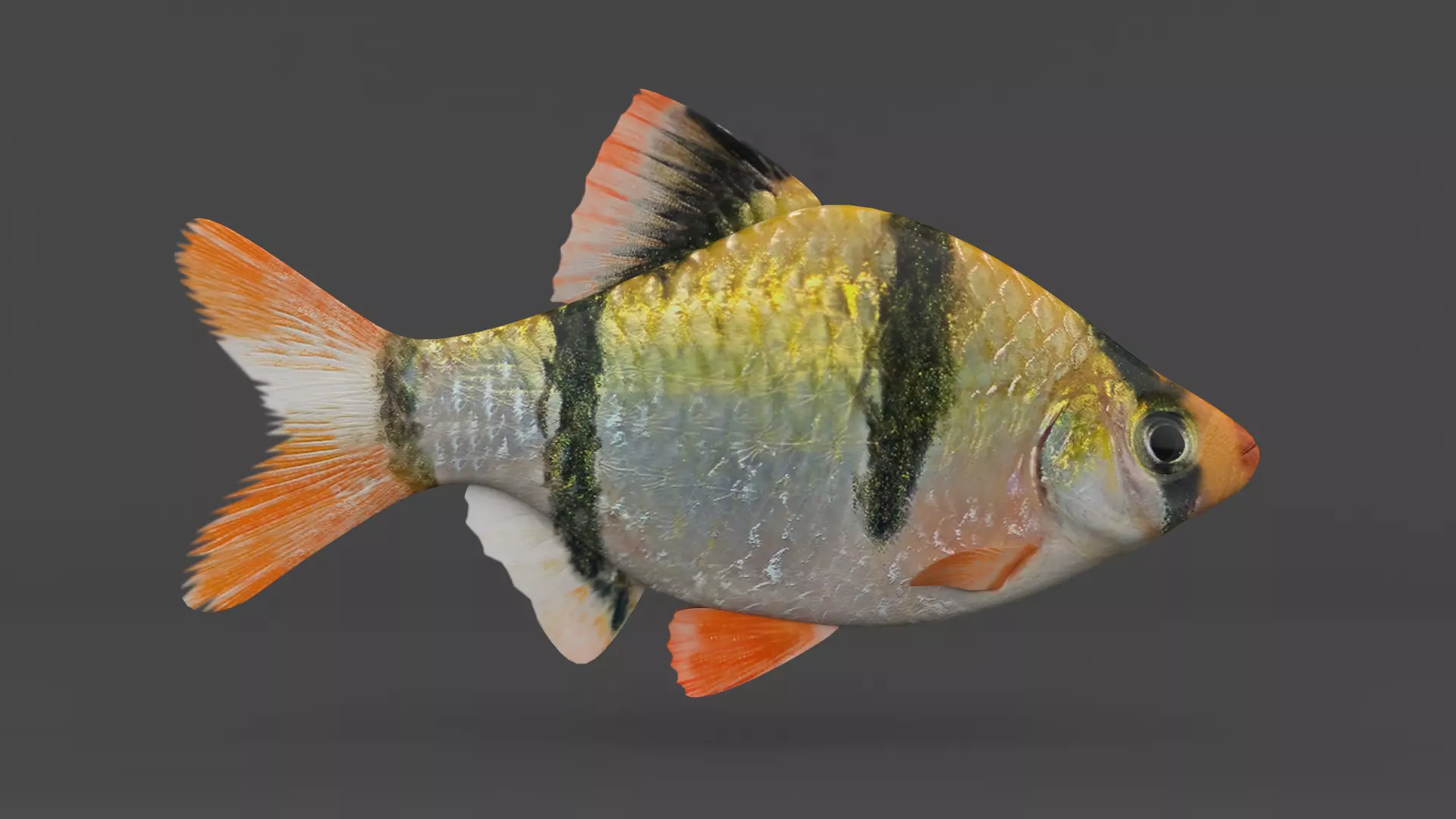 Tiger Barb Fish 3D model_0