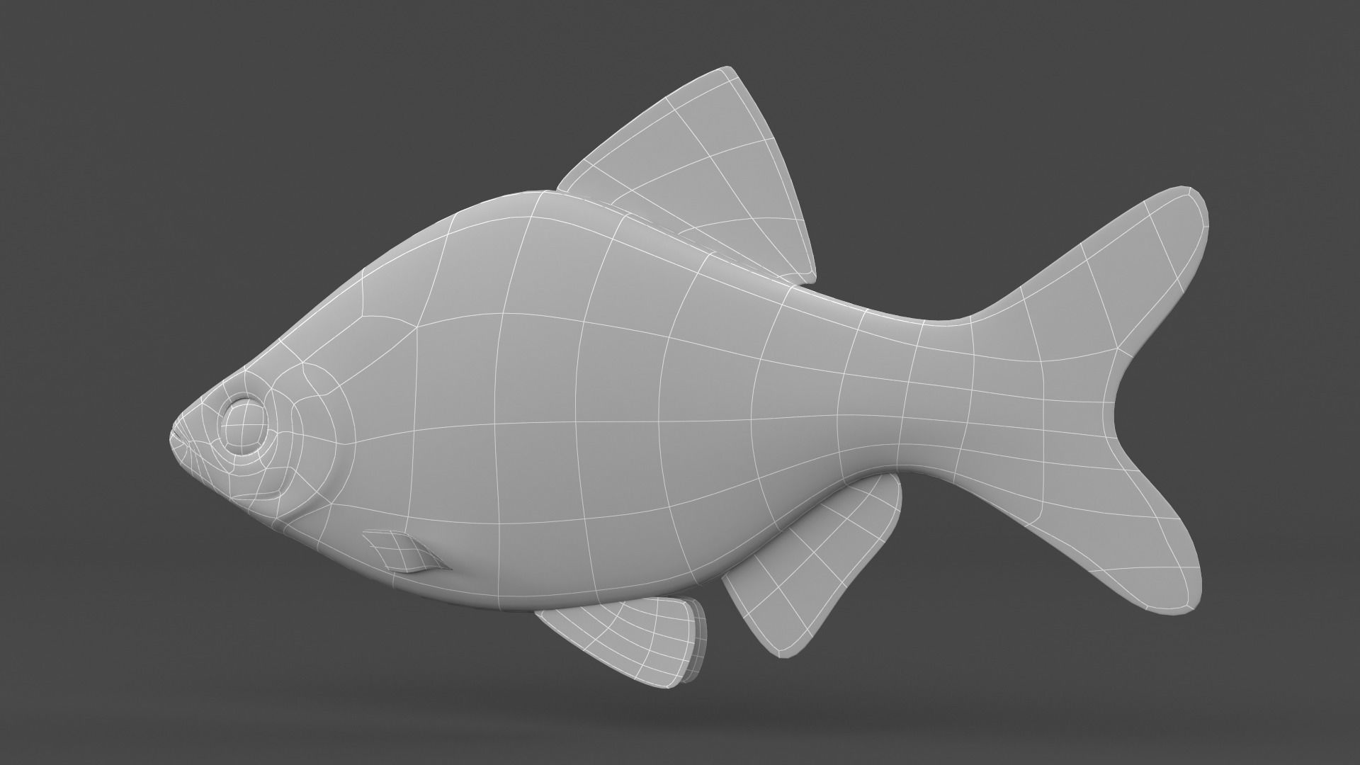 Tiger Barb Fish 3D model_9