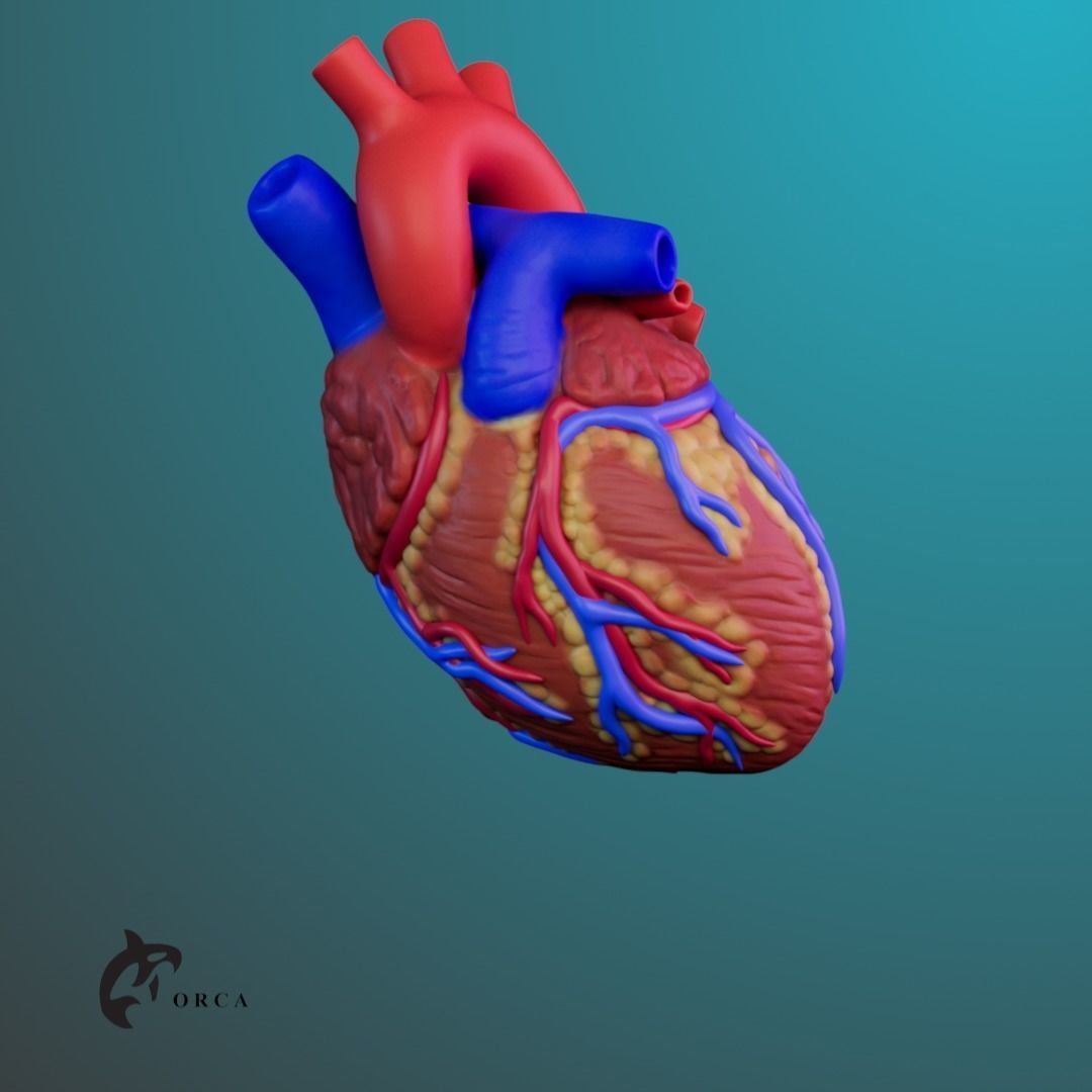 Human Heart Anatomy 3D print model_1
