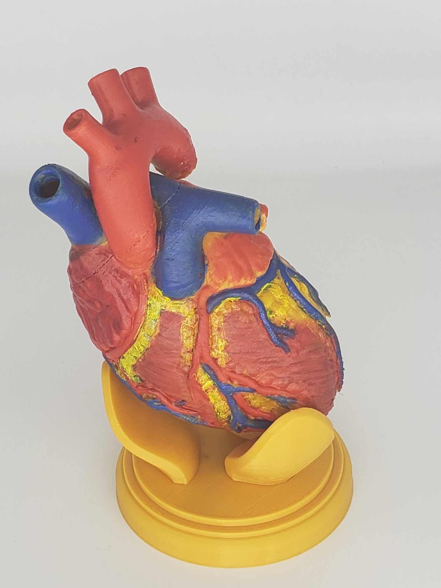 Human Heart Anatomy 3D print model_10