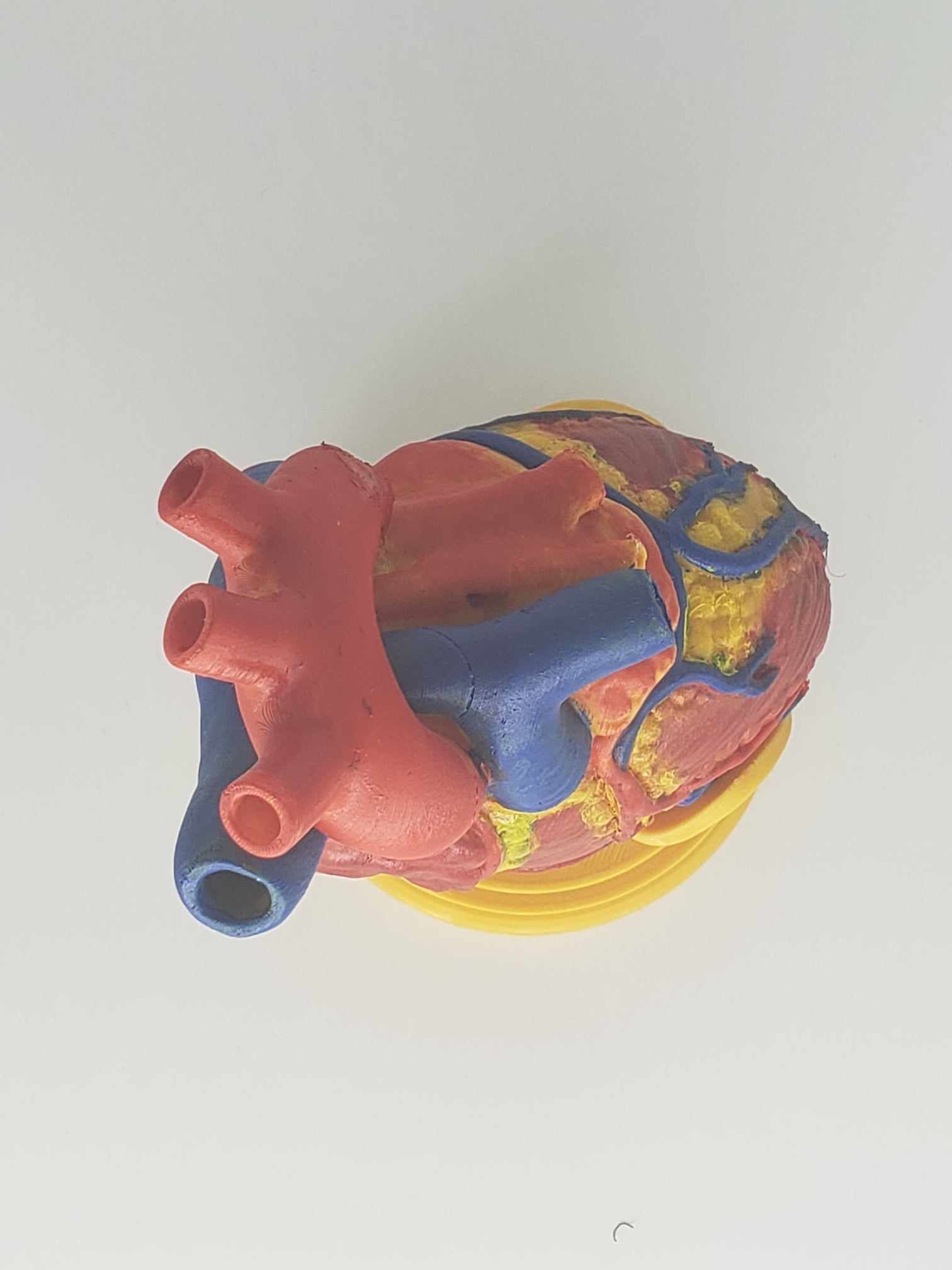 Human Heart Anatomy 3D print model_13