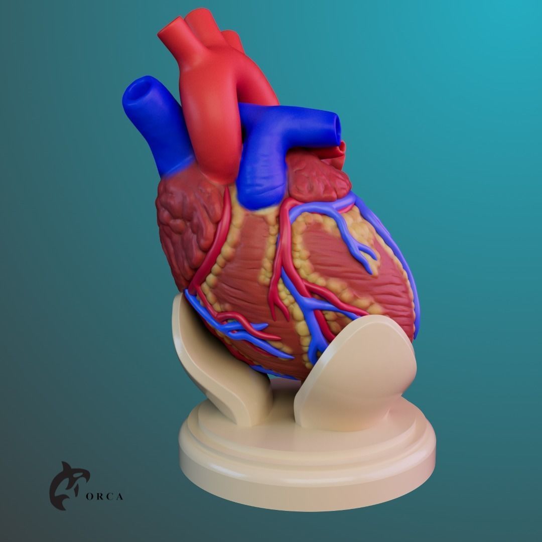 Human Heart Anatomy 3D print model_3