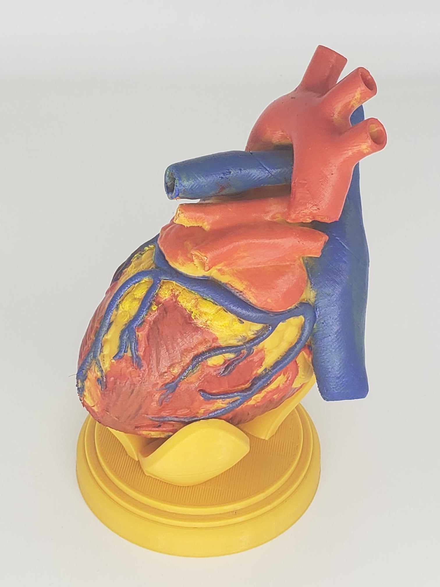Human Heart Anatomy 3D print model_11