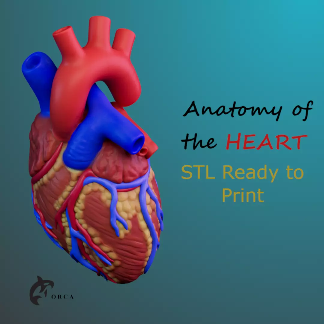 Human Heart Anatomy 3D print model_0
