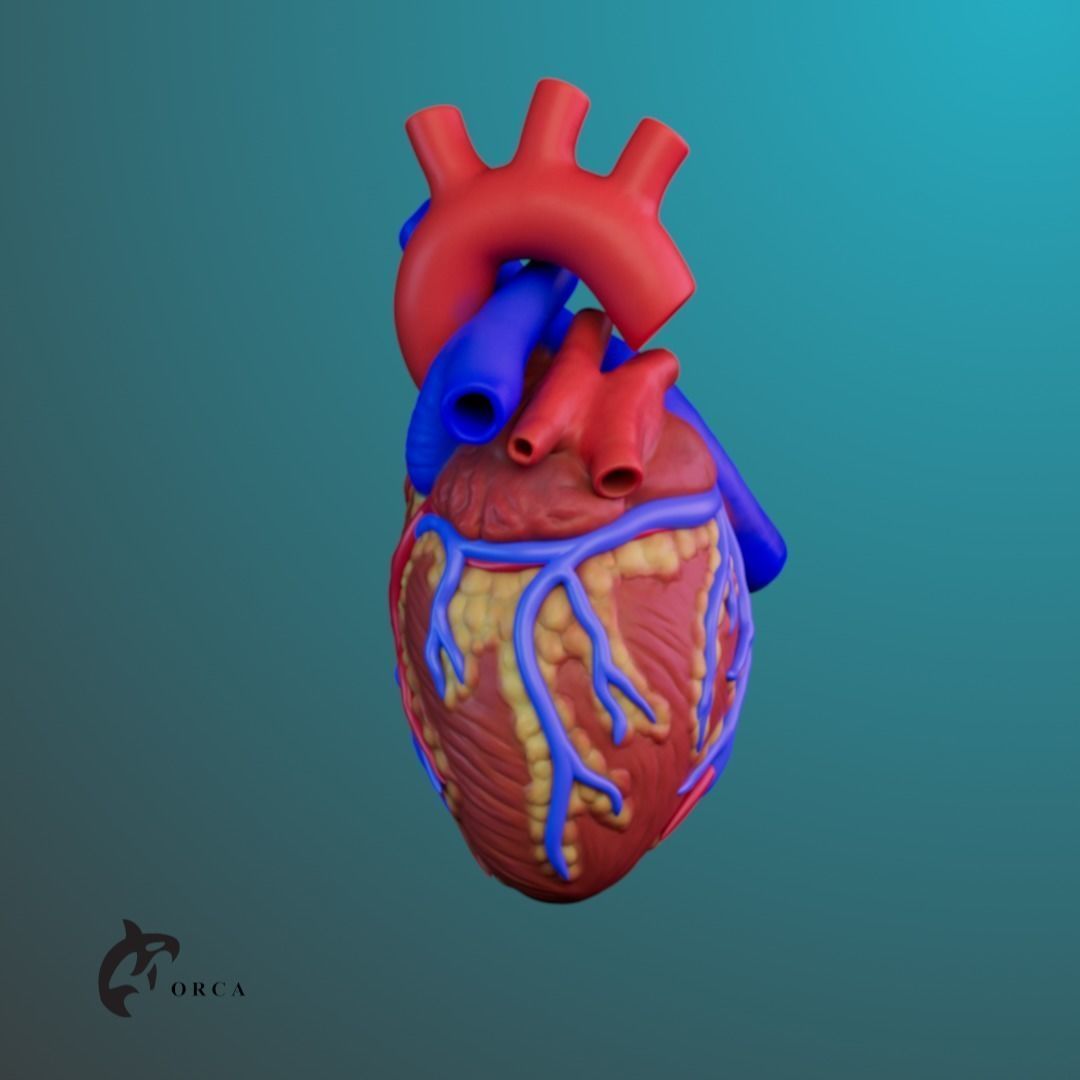 Human Heart Anatomy 3D print model_2